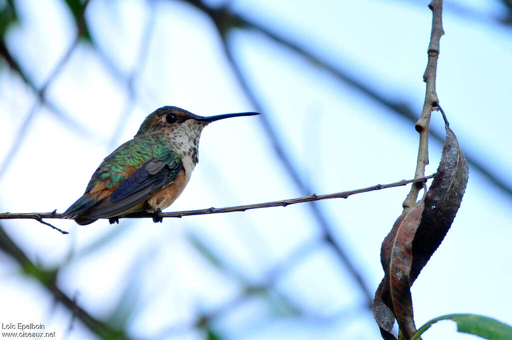 Calliope Hummingbird