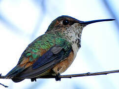 Calliope Hummingbird