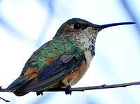 Colibri calliope