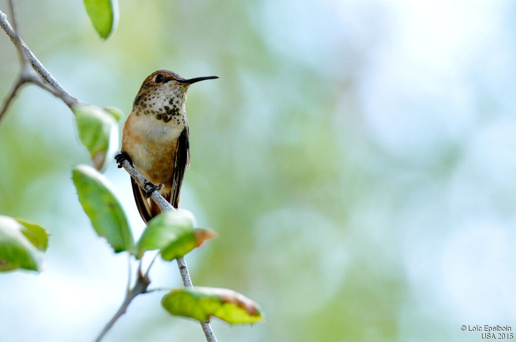 Calliope Hummingbird