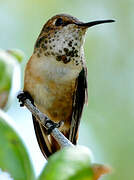 Calliope Hummingbird