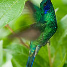 Colibri d'Anaïs