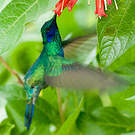 Colibri d'Anaïs