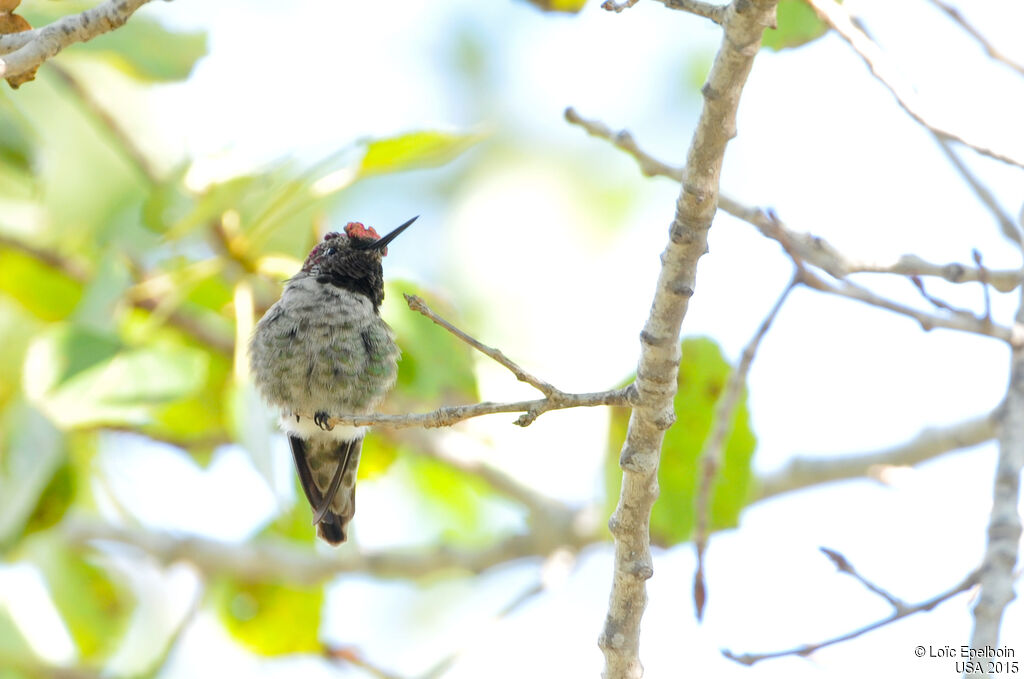 Anna's Hummingbird