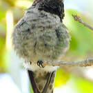 Colibri d'Anna