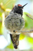 Anna's Hummingbird