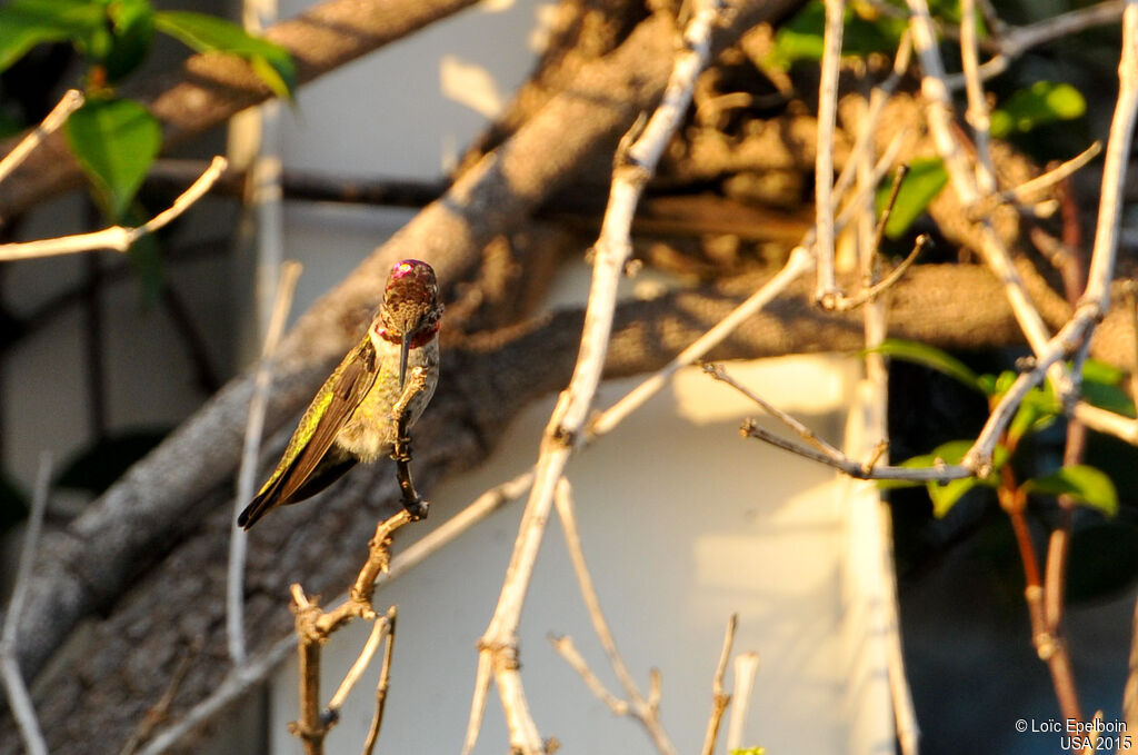 Anna's Hummingbird