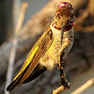 Colibri d'Anna