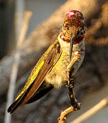 Anna's Hummingbird