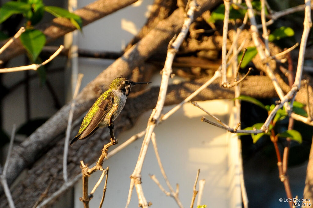 Anna's Hummingbird