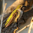 Colibri d'Anna
