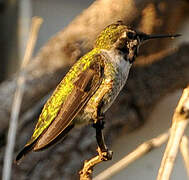 Anna's Hummingbird