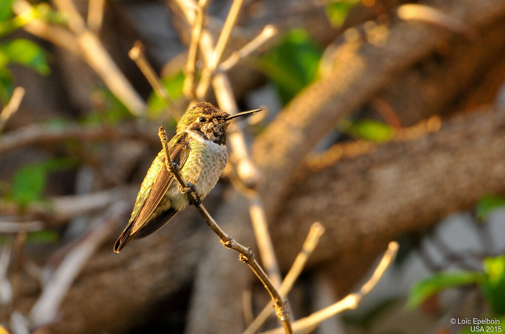 Anna's Hummingbird