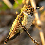 Colibri d'Anna