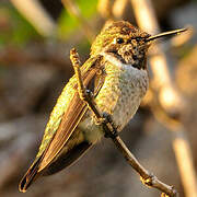 Anna's Hummingbird