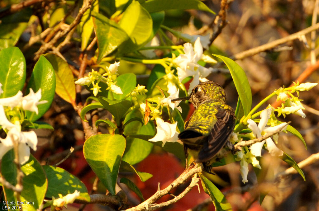 Anna's Hummingbird