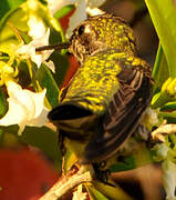 Anna's Hummingbird