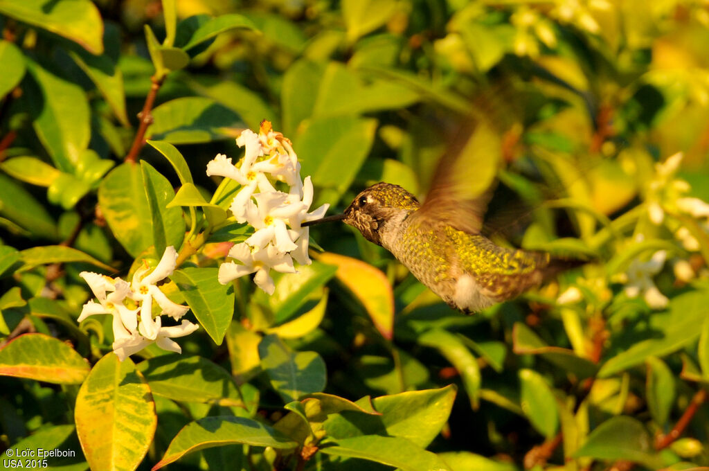 Anna's Hummingbird