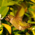 Colibri d'Anna