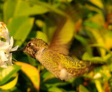 Anna's Hummingbird