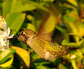 Colibri d'Anna