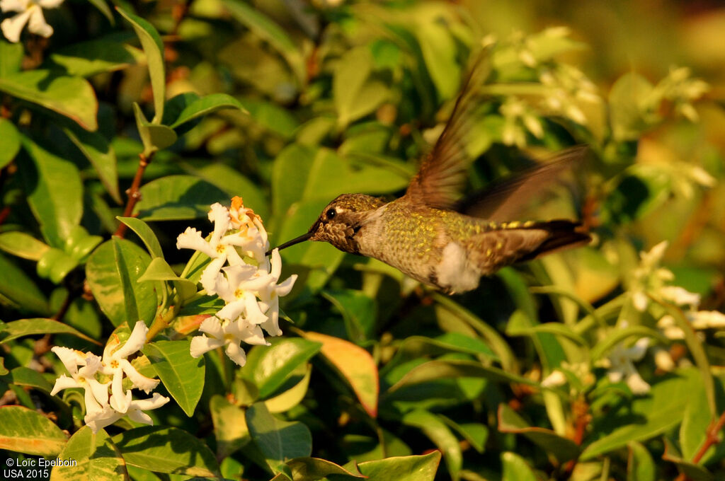 Colibri d'Anna