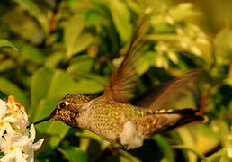 Anna's Hummingbird