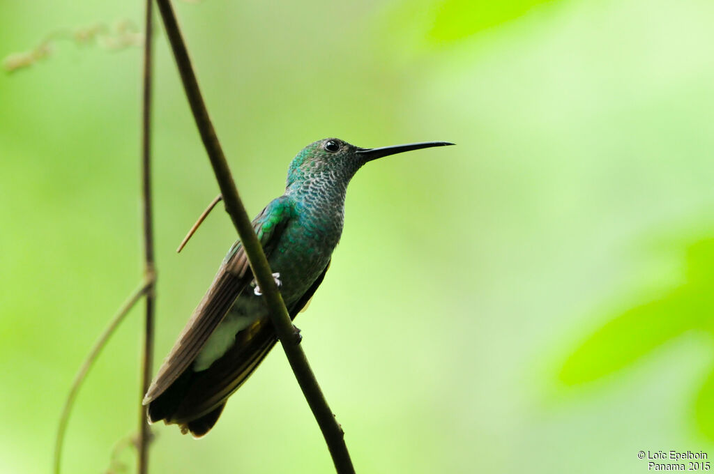 White-vented Plumeleteer