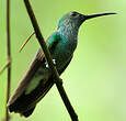 Colibri de Buffon