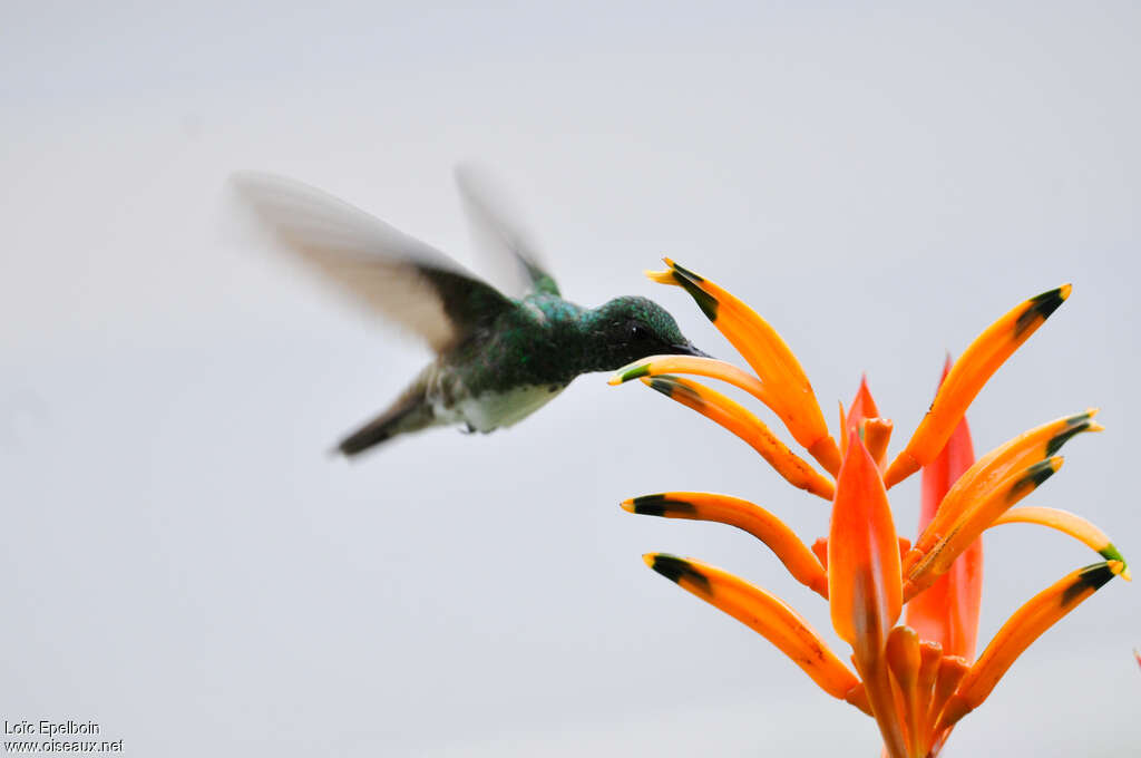 White-vented Plumeleteer, Flight, eats