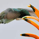 Colibri de Buffon