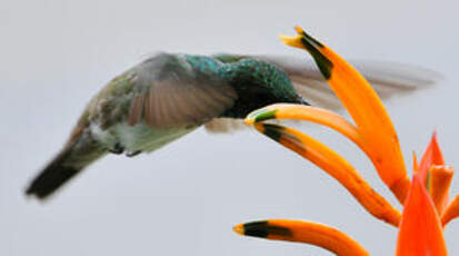 Colibri de Buffon