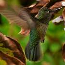 Colibri du Chili