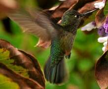 Green-backed Firecrown