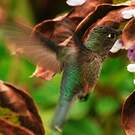 Colibri du Chili