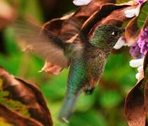 Green-backed Firecrown