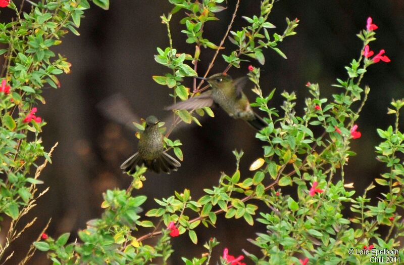 Green-backed Firecrown
