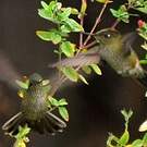 Colibri du Chili