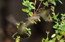 Green-backed Firecrown