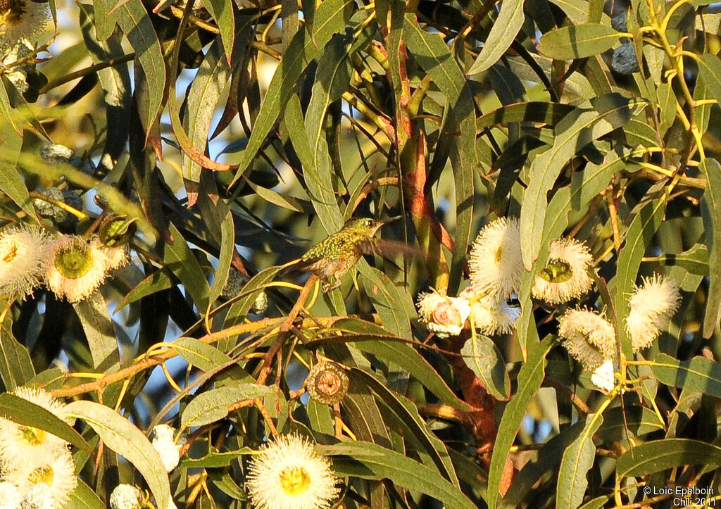 Colibri du Chili