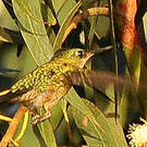 Colibri du Chili