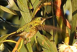 Green-backed Firecrown