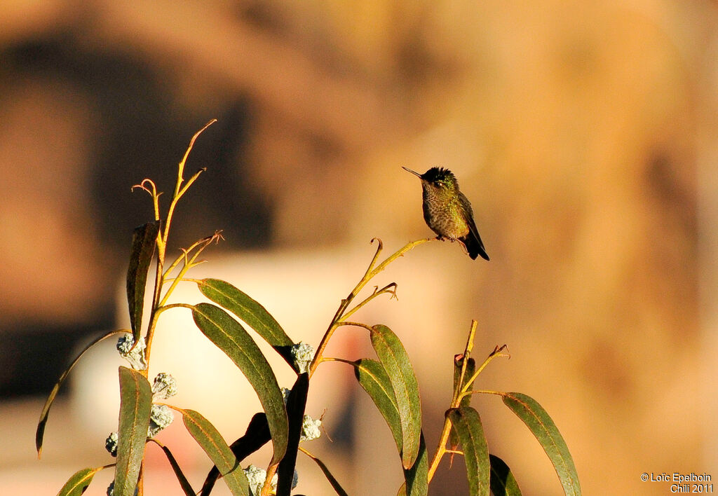 Green-backed Firecrown