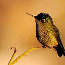 Colibri du Chili