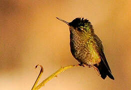 Green-backed Firecrown