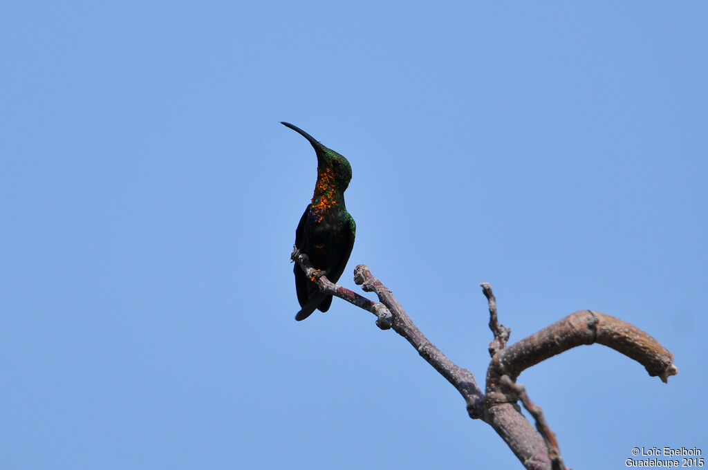 Green-throated Carib