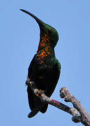 Green-throated Carib