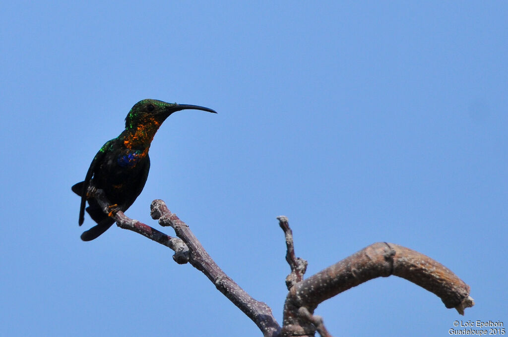 Green-throated Carib