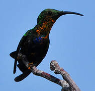 Green-throated Carib