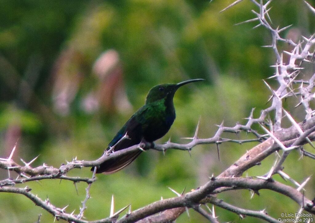 Green-throated Carib